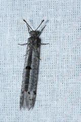 Protoplectrini