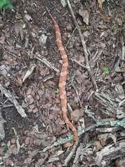Agkistrodon laticinctus