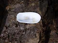 Scutus antipodes