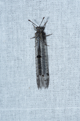 Protoplectrini