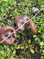 Neohygrocybe