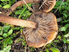 Neohygrocybe