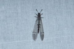 Protoplectrini
