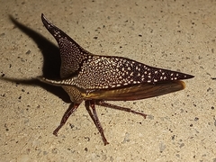 Hemikyptha