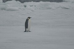 Aptenodytes forsteri