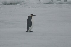 Aptenodytes forsteri