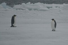 Aptenodytes forsteri