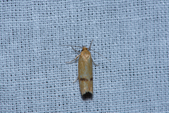 Oecophoridae