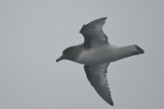 Thalassoica antarctica