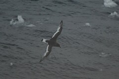 Thalassoica antarctica