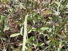 Centaurea arenaria