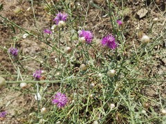 Centaurea arenaria