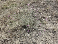 Centaurea arenaria