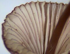 Mycena purpureofusca