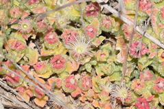 Mesembryanthemum crystallinum