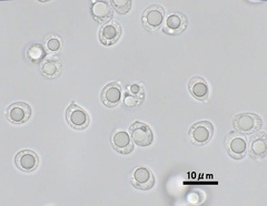 Mycena purpureofusca