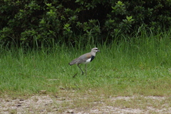 Vanellus chilensis