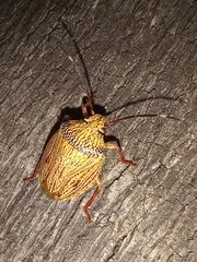 Antiteuchus sepulcralis