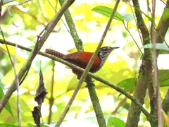 Cantorchilus nigricapillus