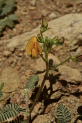 Adesmia corymbosa