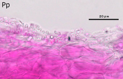 Mycena purpureofusca