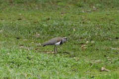 Vanellus chilensis