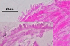 Mycena purpureofusca