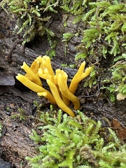 Clavulinopsis corniculata