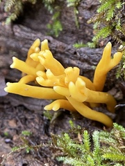 Clavulinopsis corniculata