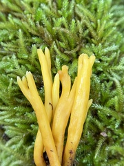Clavulinopsis corniculata