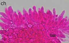 Mycena purpureofusca