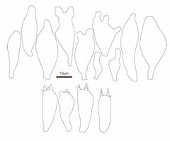 Mycena purpureofusca