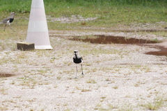 Vanellus chilensis
