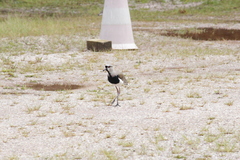 Vanellus chilensis