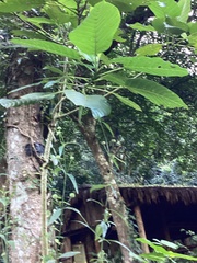 Dendrocnide meyeniana