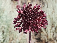 Allium atroviolaceum