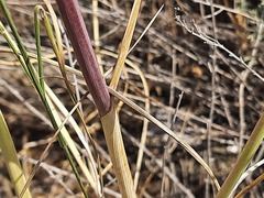Allium atroviolaceum