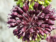 Allium atroviolaceum