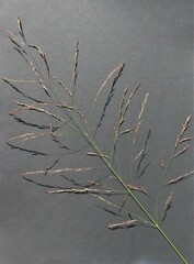 Eragrostis heteromera