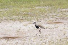 Vanellus chilensis