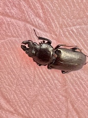 Platycerus quercus