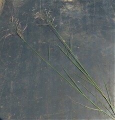 Eragrostis heteromera
