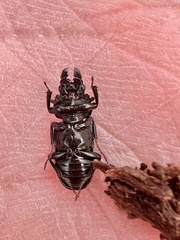 Platycerus quercus