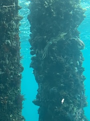 Sepioteuthis australis