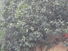 Ficus carica