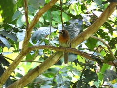 Malacoptila mystacalis