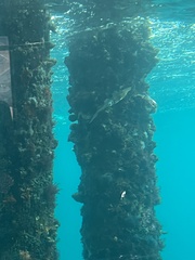 Sepioteuthis australis