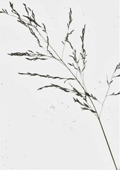 Eragrostis heteromera