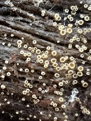 Arachnopeziza trabinelloides