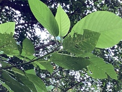 Dendrocnide meyeniana